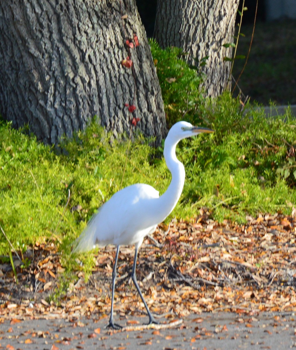 Great Egret - ML615104612