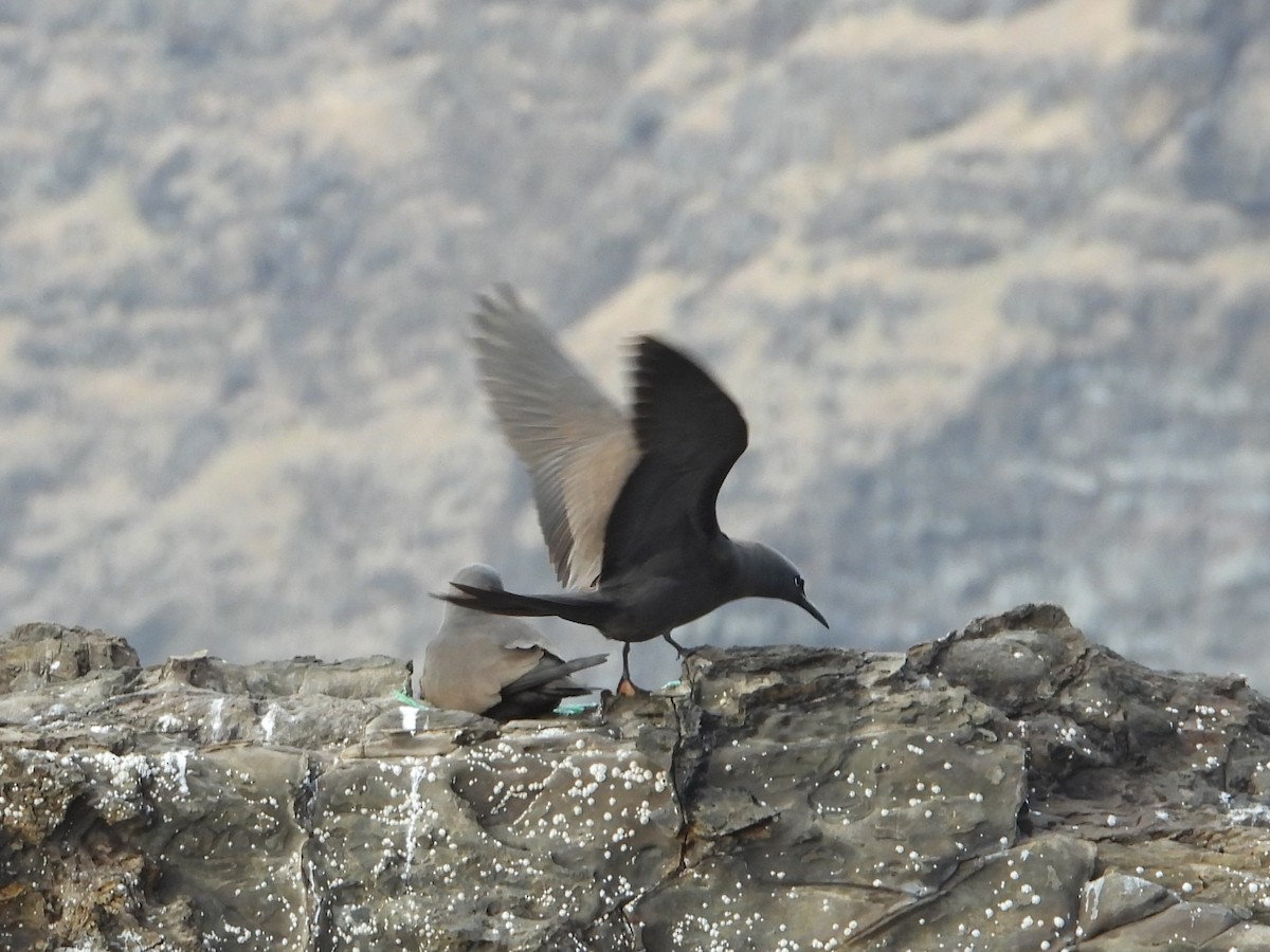 Brown Noddy - ML615104622