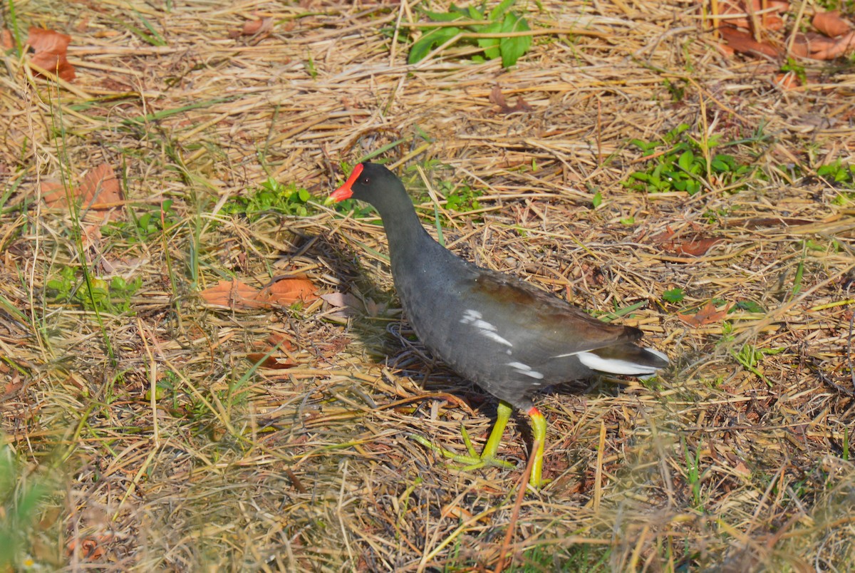 Common Gallinule - ML615104638