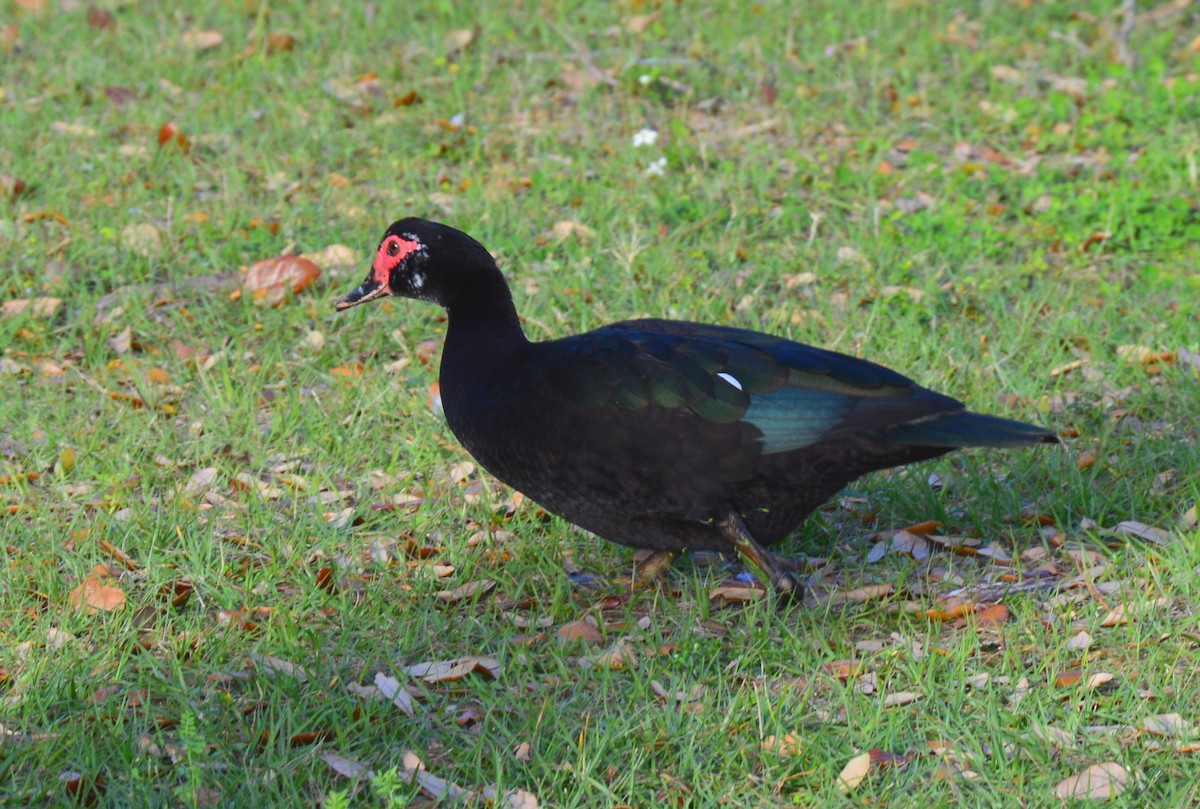 Muscovy Duck (Domestic type) - ML615104656