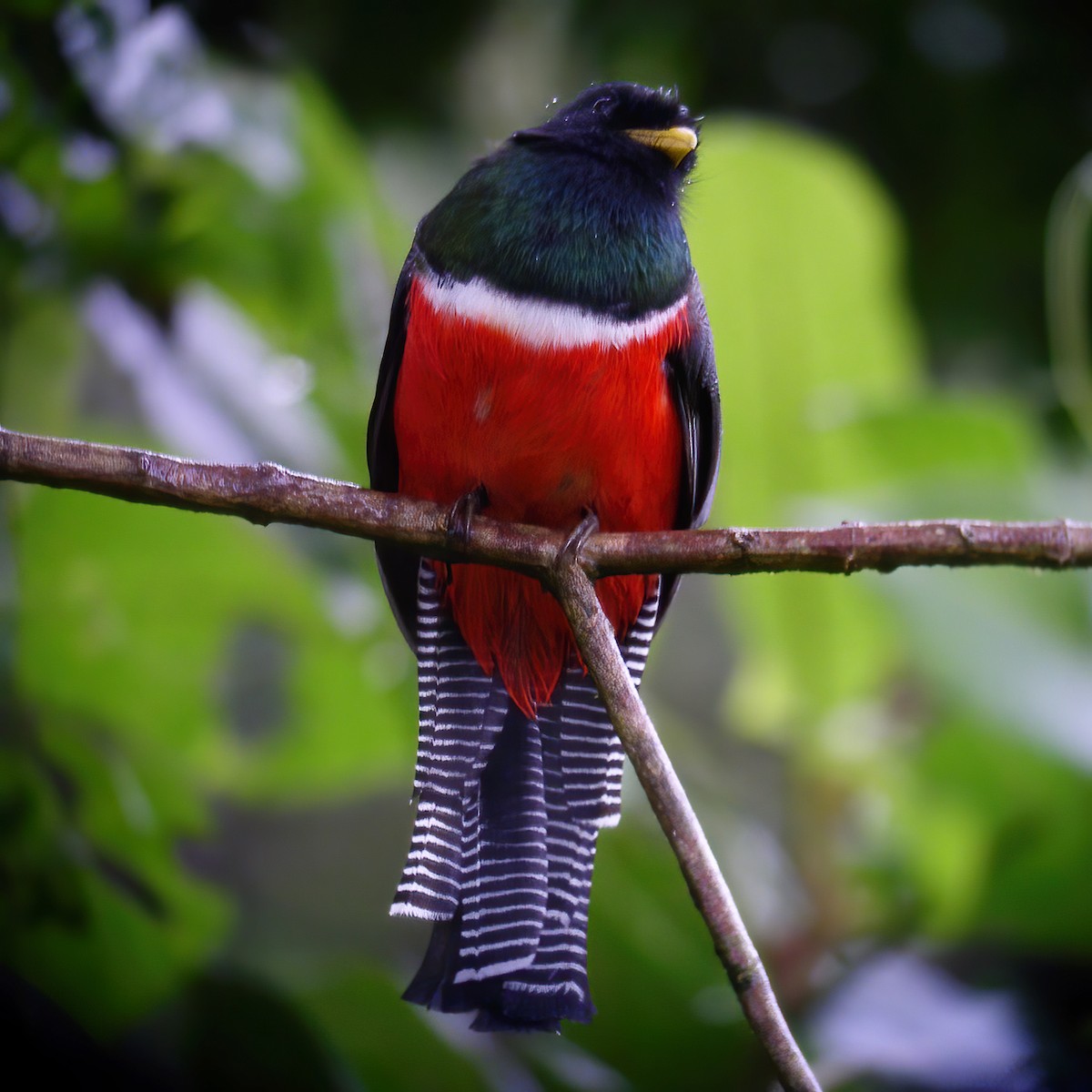 Collared Trogon - ML615104658