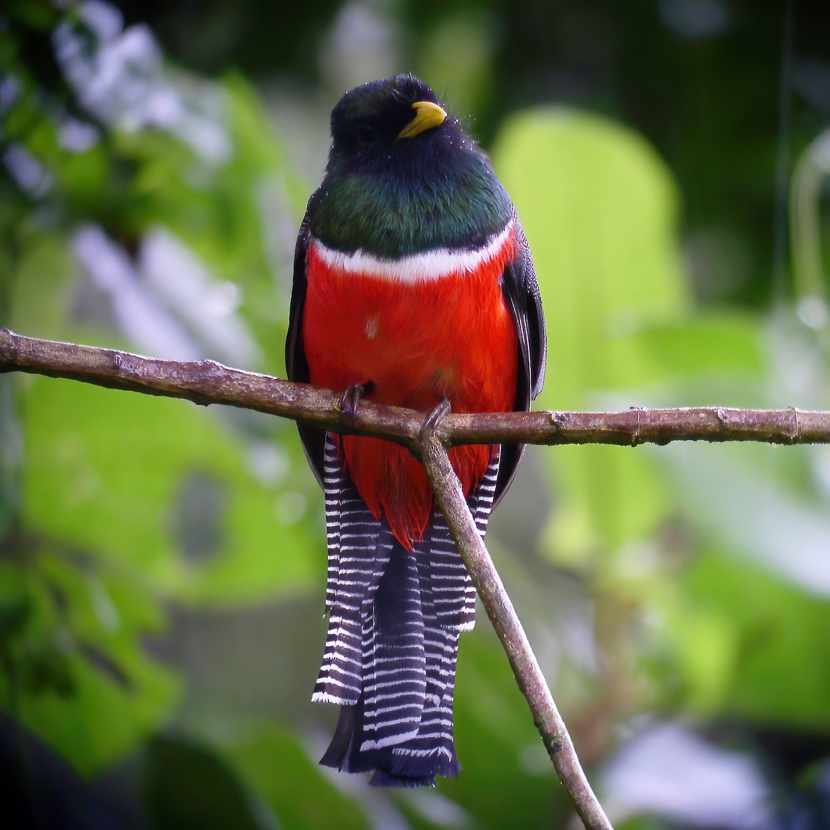 Jungferntrogon - ML615104659