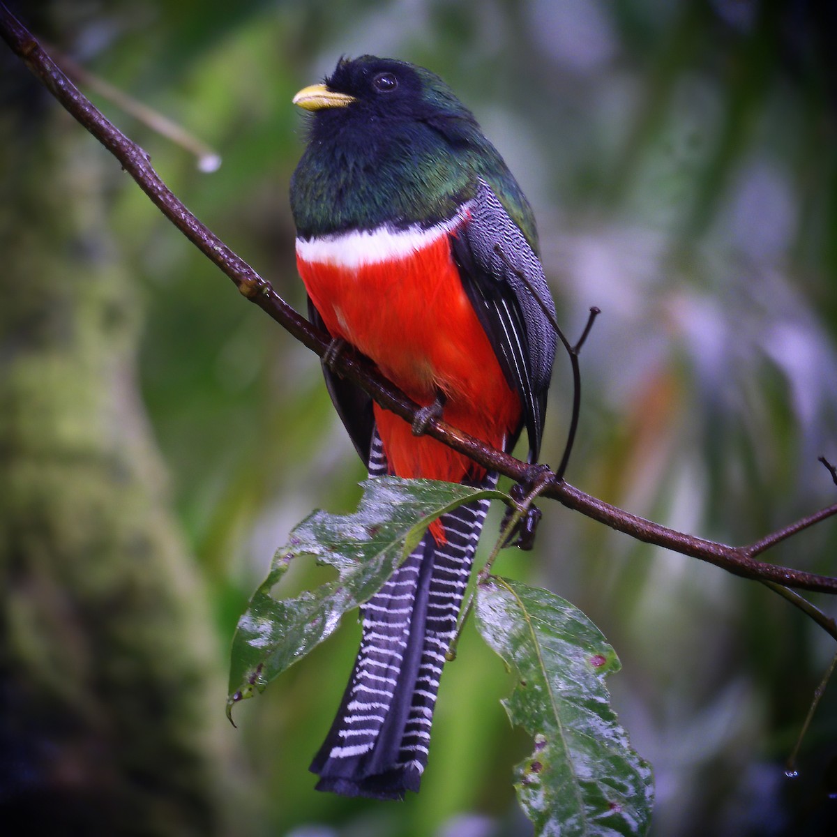 Collared Trogon - ML615104681