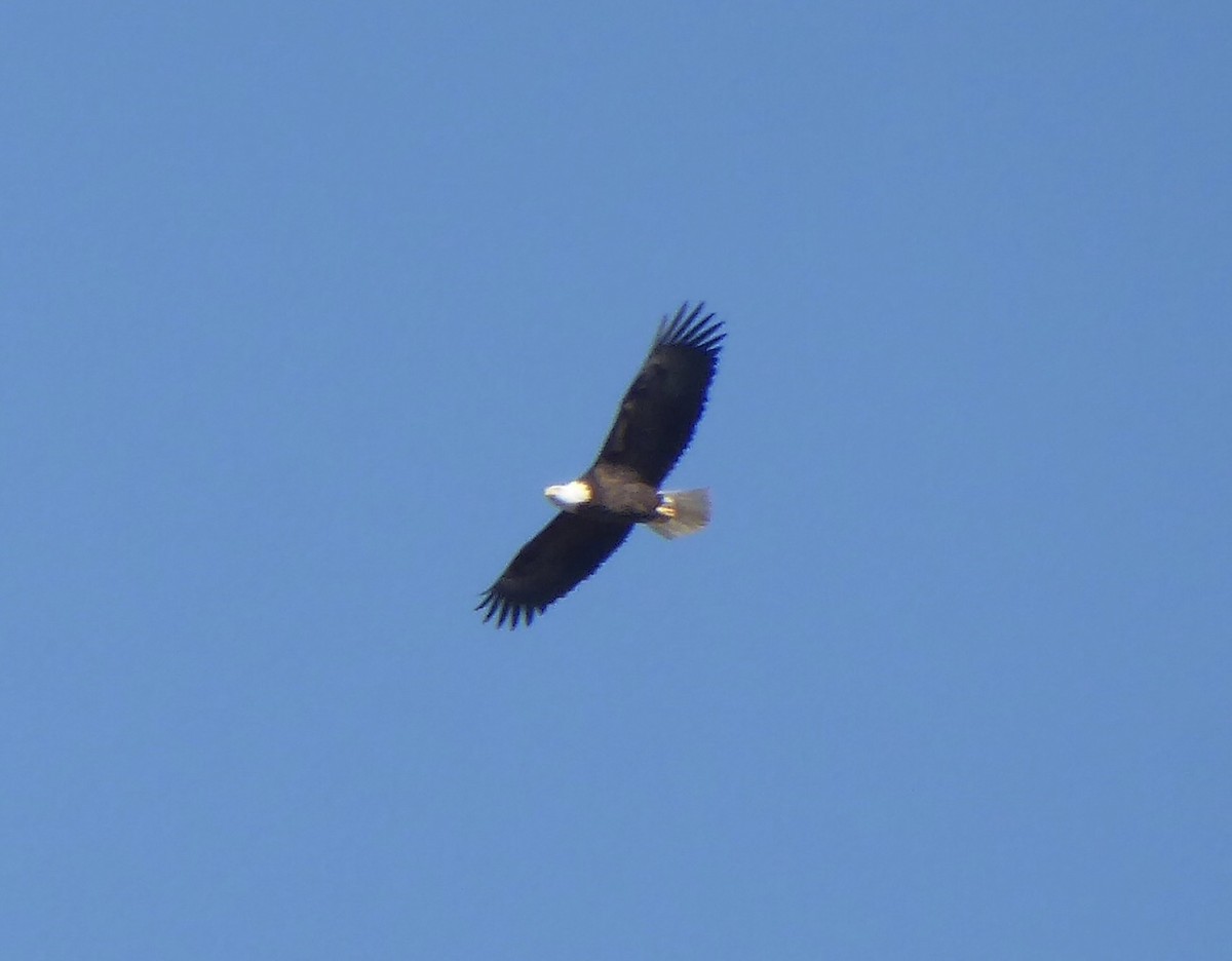 Bald Eagle - Karina Rathmell