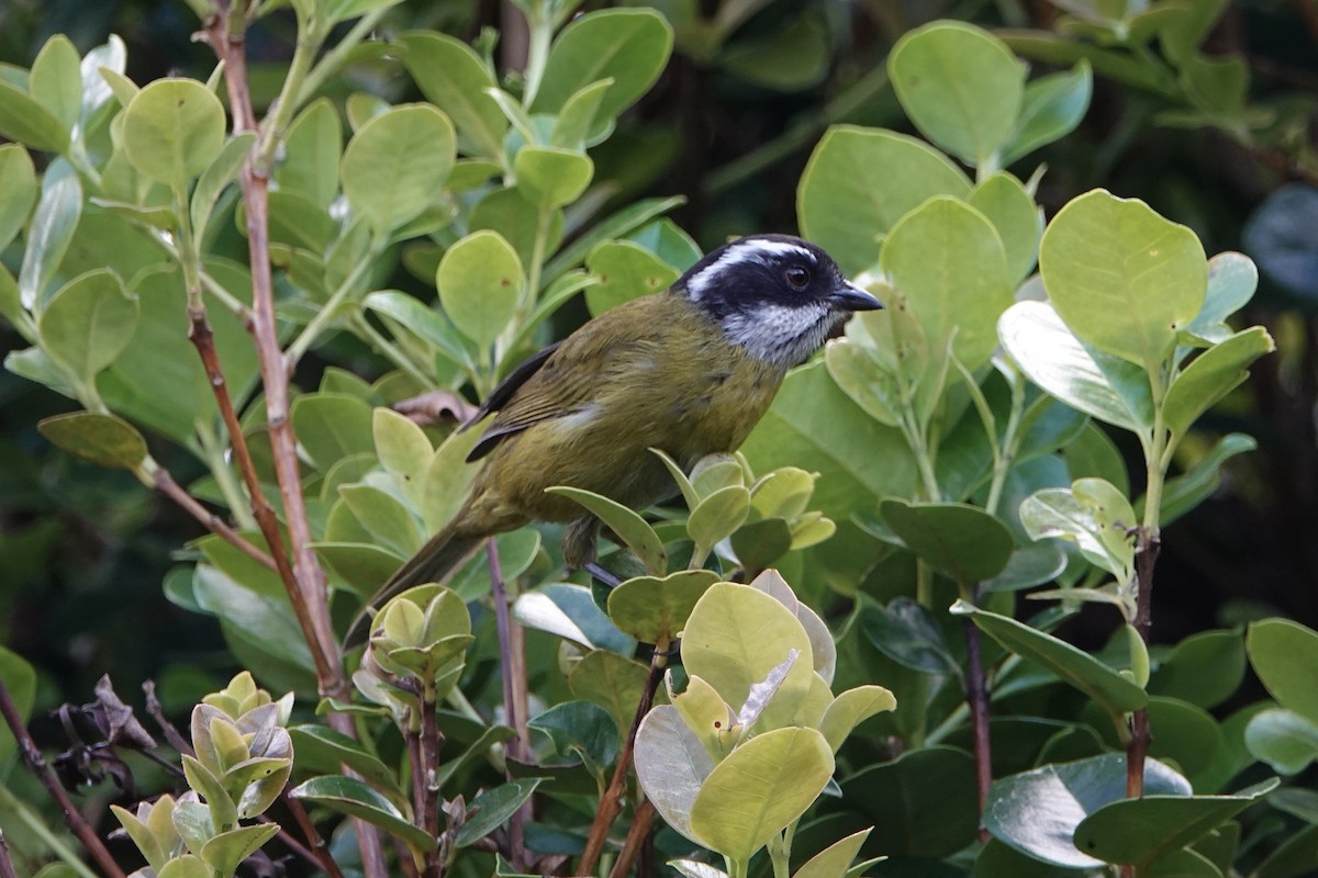 Sooty-capped Chlorospingus - ML615104705