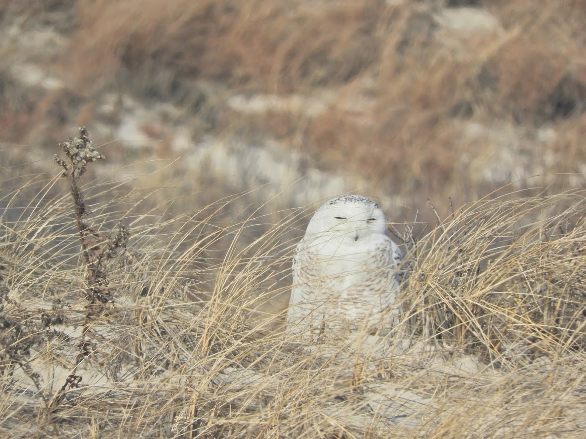 Snowy Owl - Asher Perkins