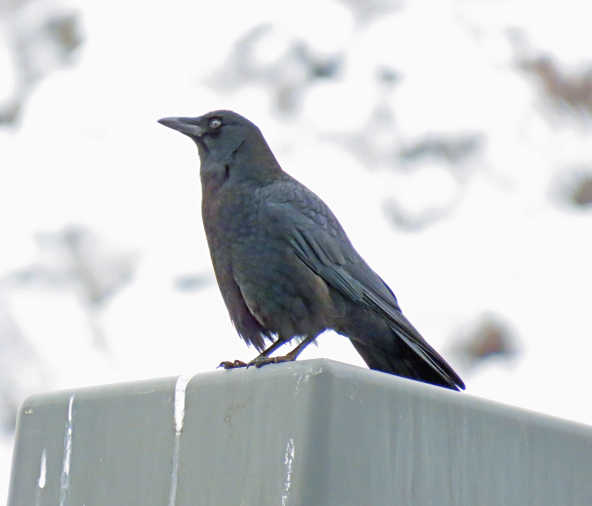 American Crow - ML615104733