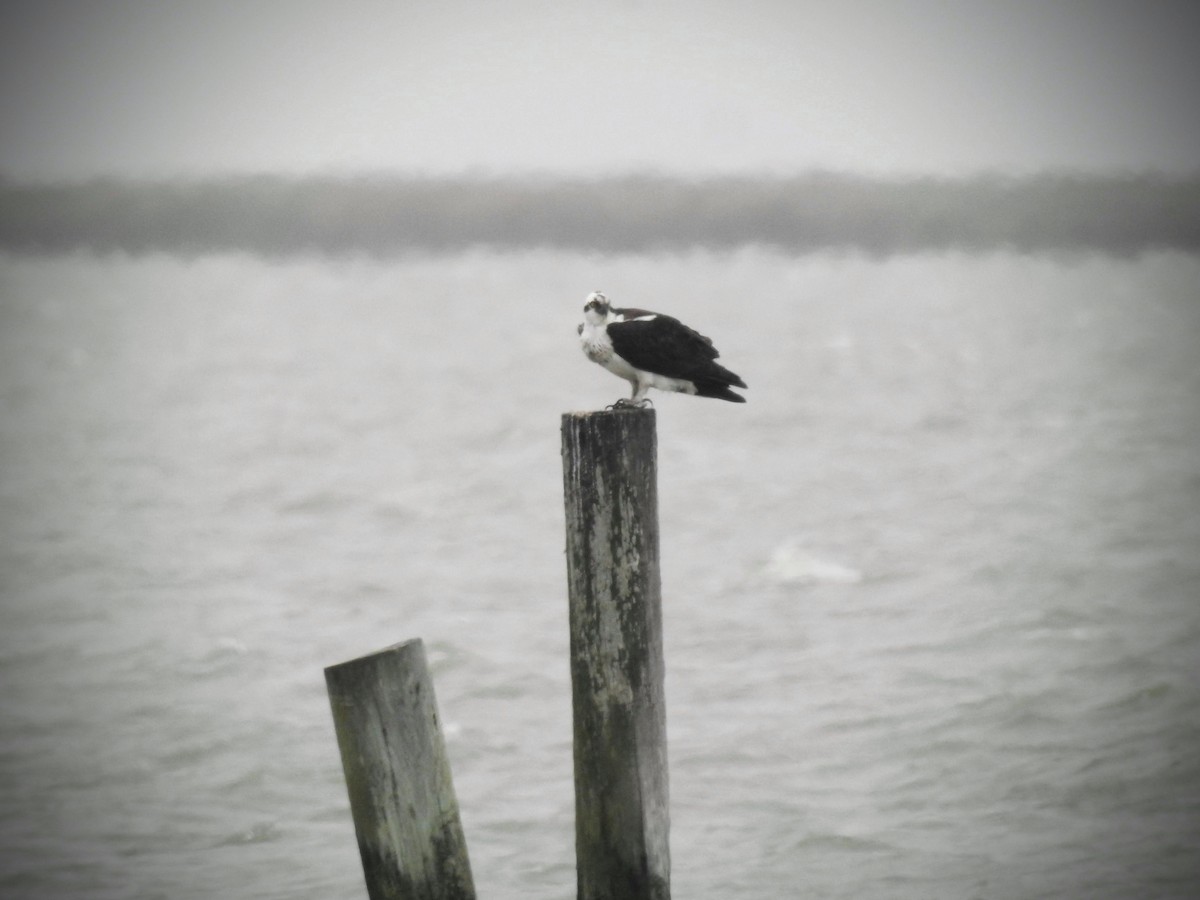 Osprey (American) - ML615104734