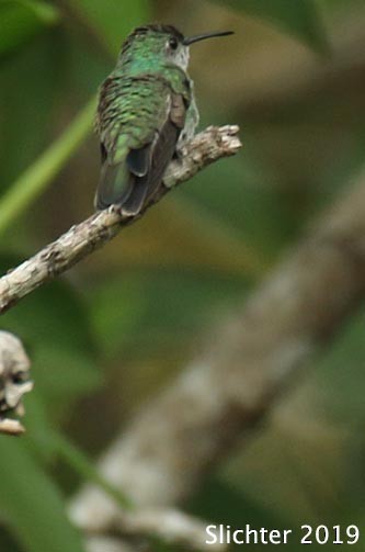 Mangrove Hummingbird - ML615104853