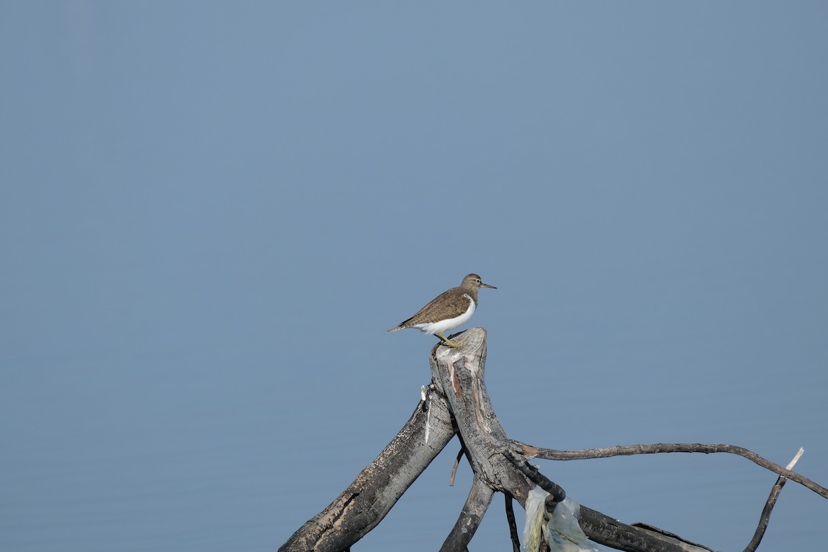 Common Sandpiper - ML615104882