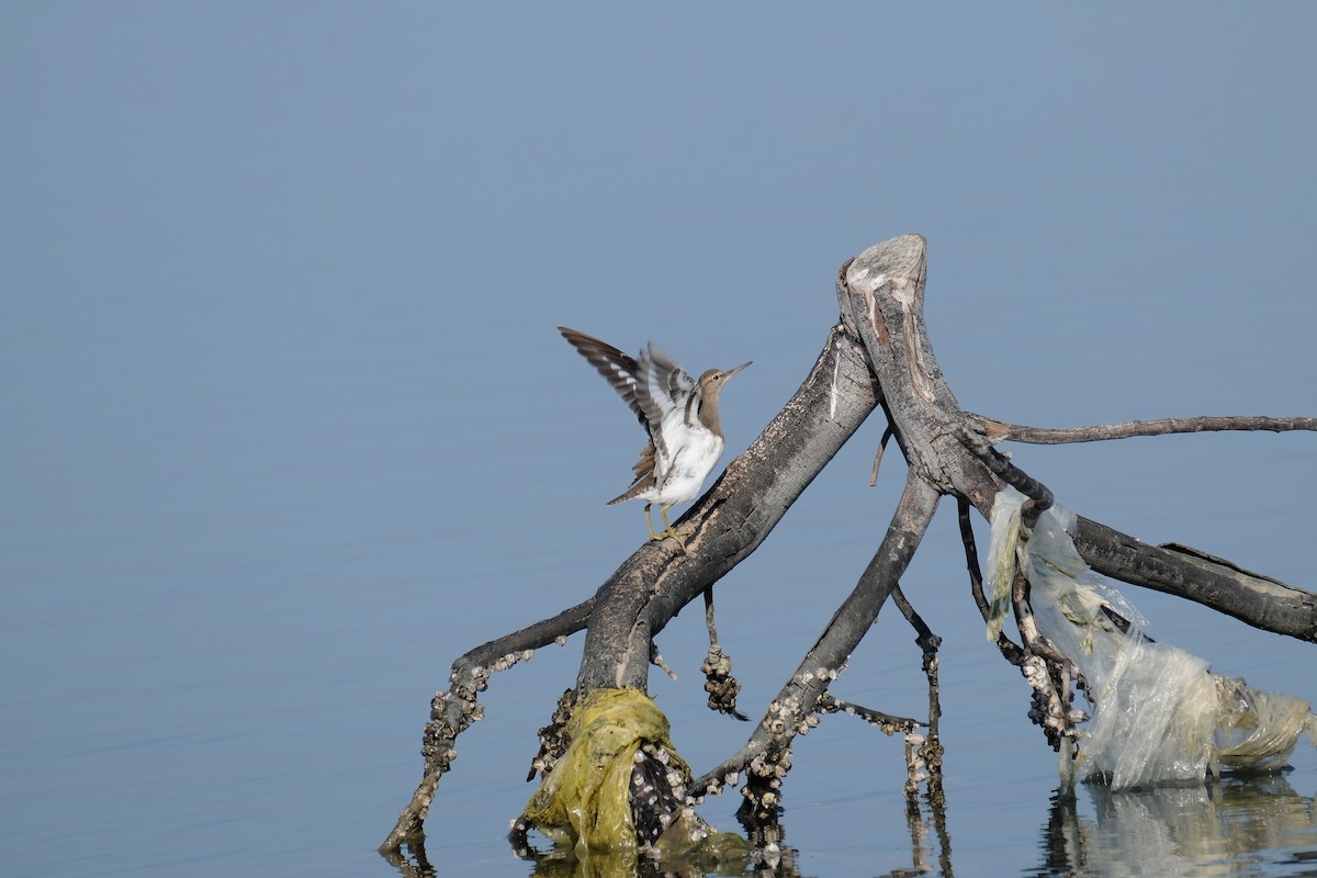 Common Sandpiper - ML615104883