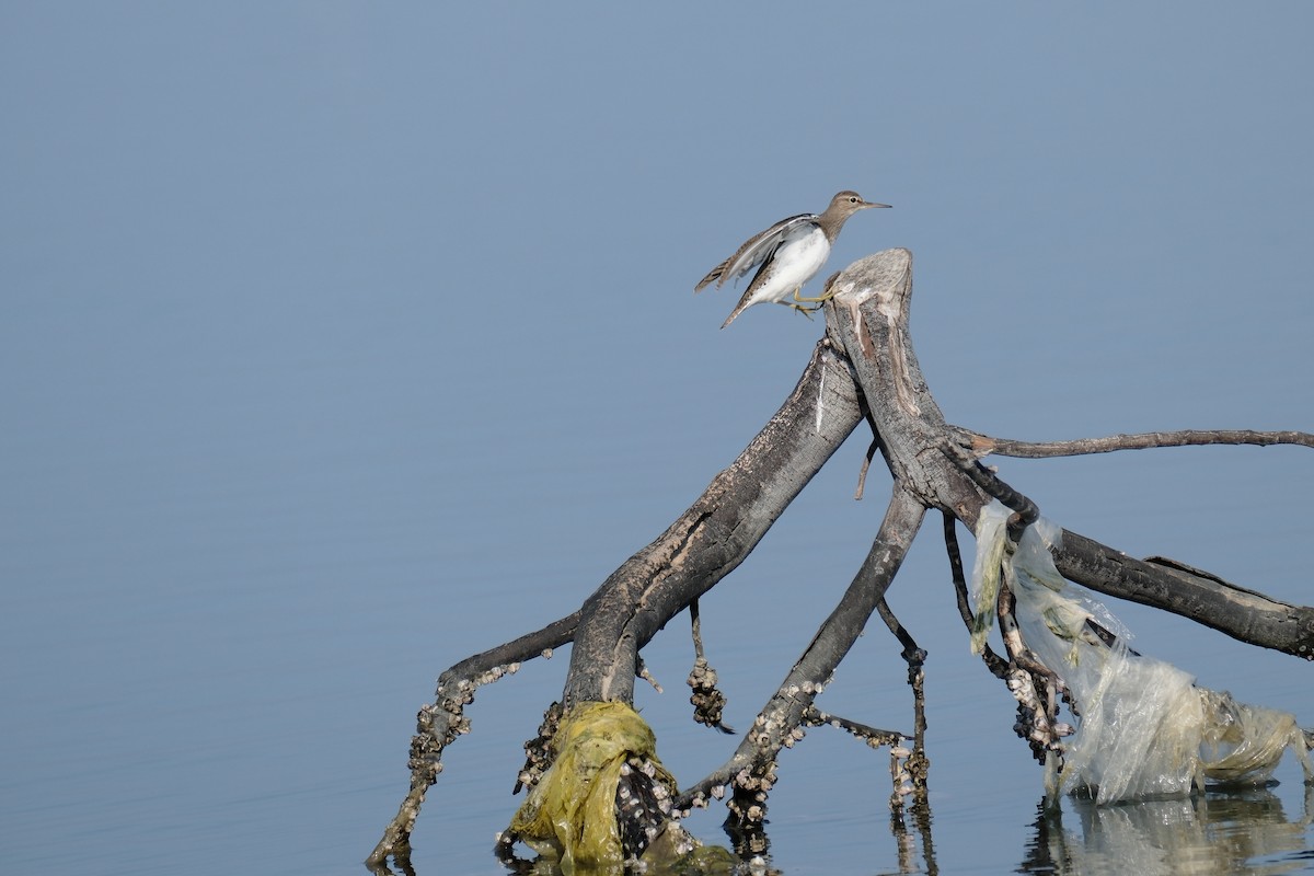 Common Sandpiper - ML615104884