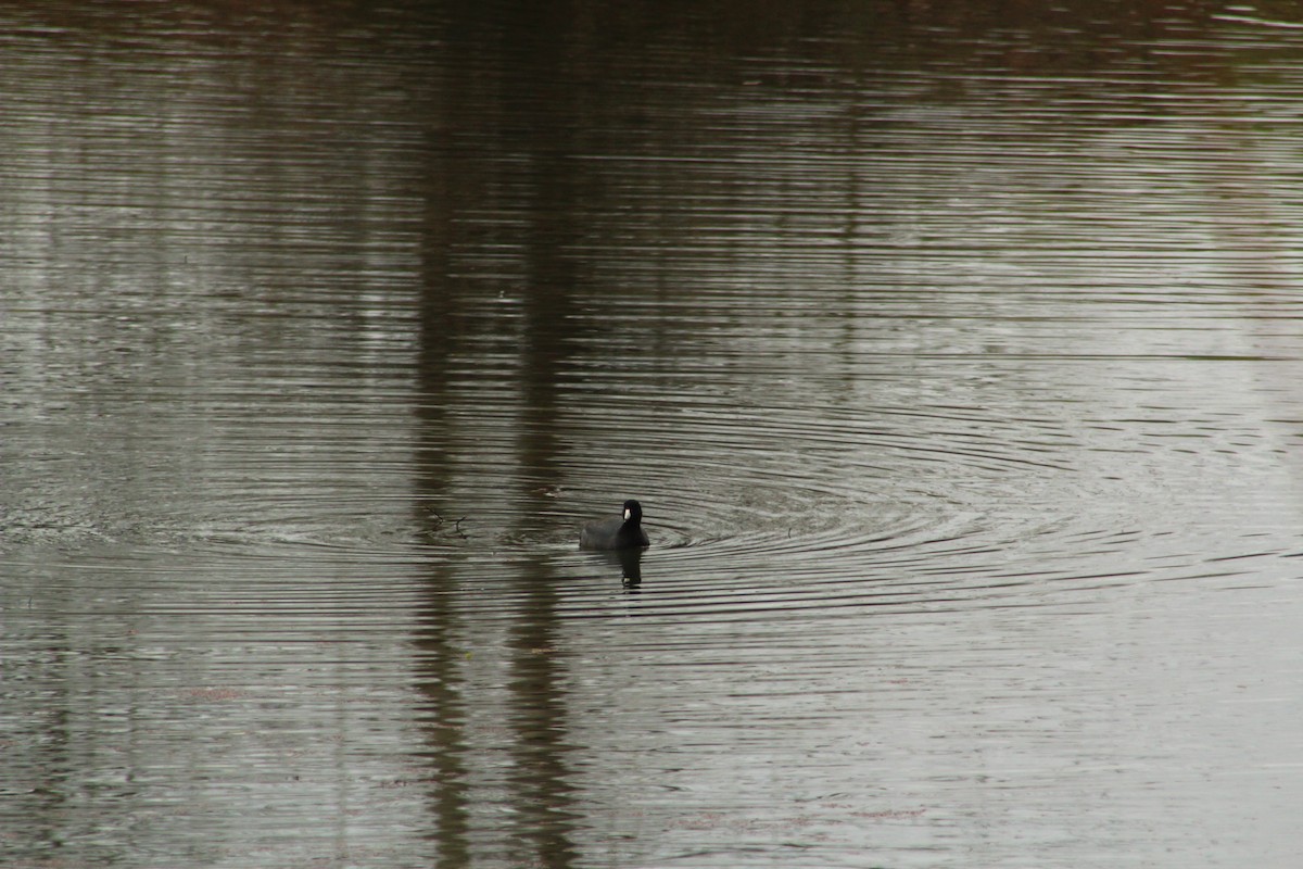 American Coot - ML615104904