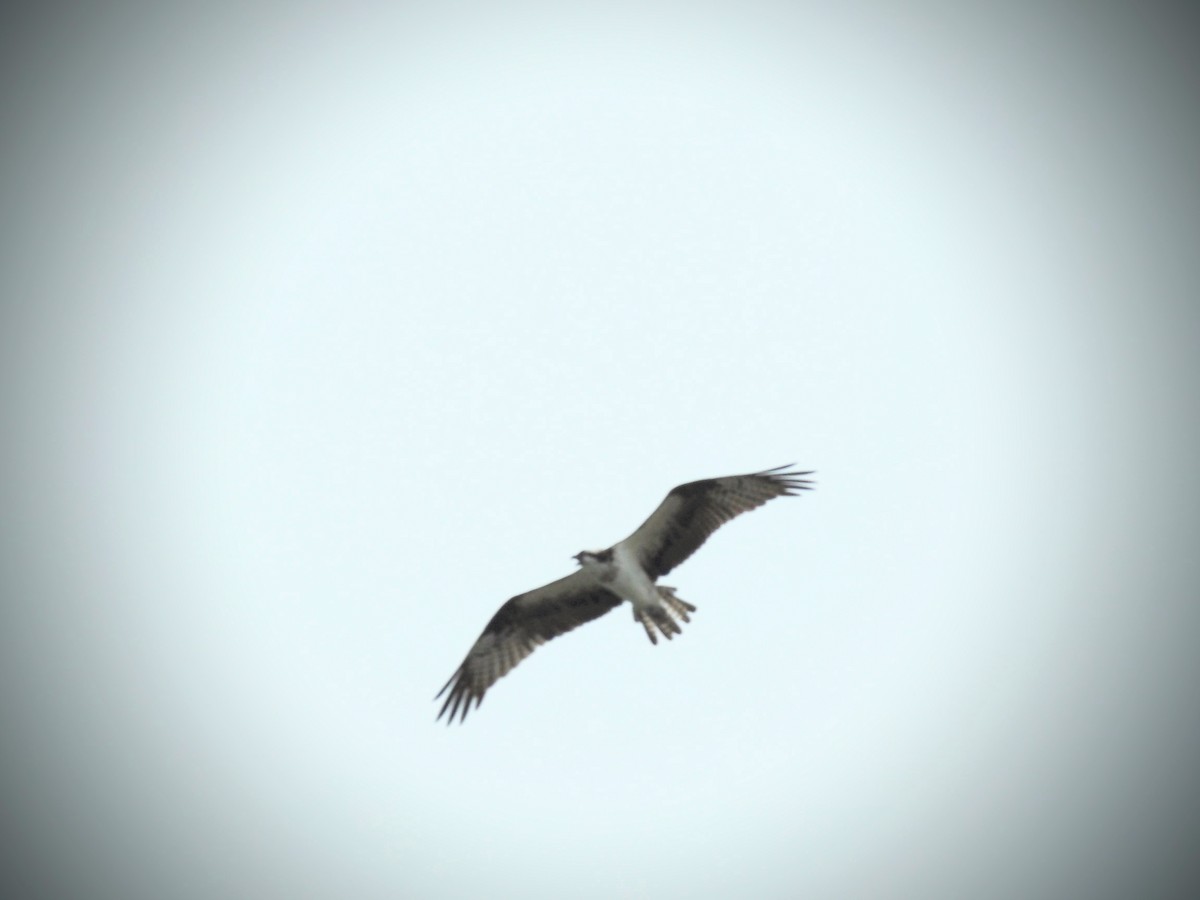 Osprey (American) - ML615104910