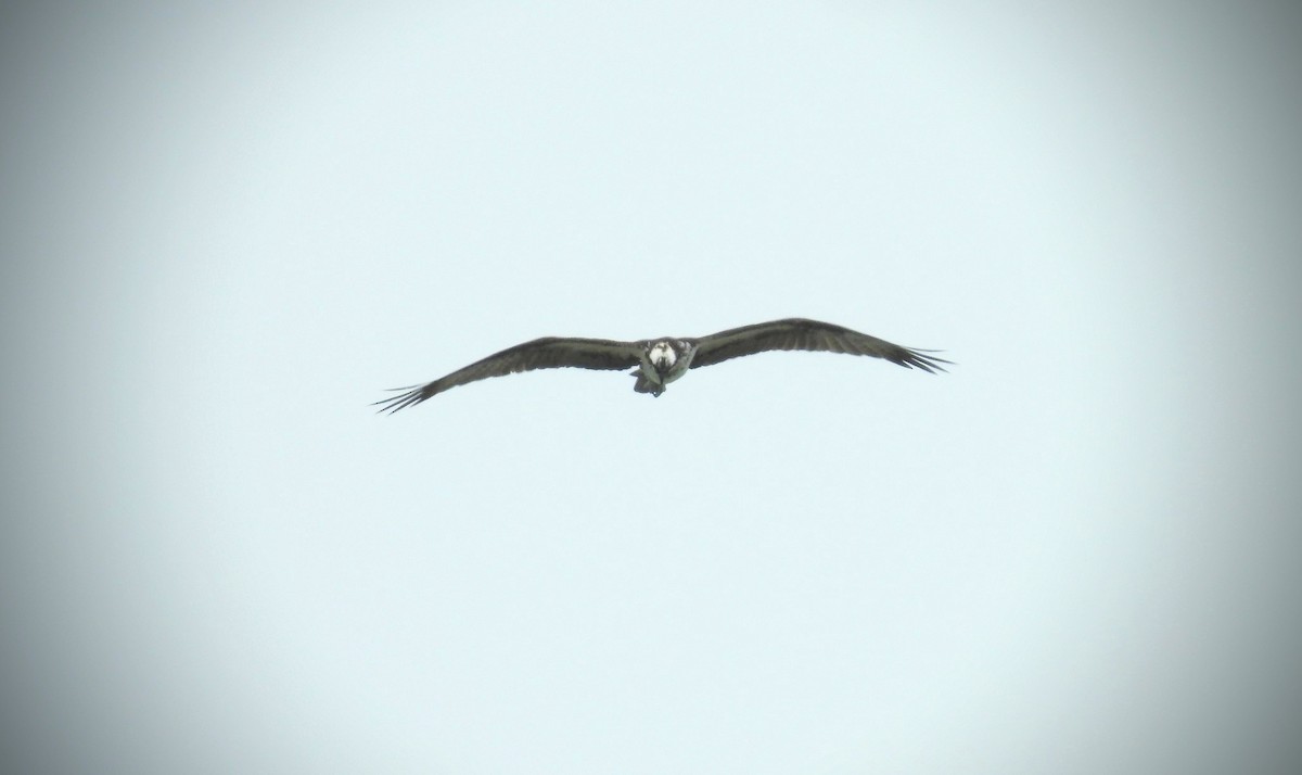 Osprey (American) - ML615104911