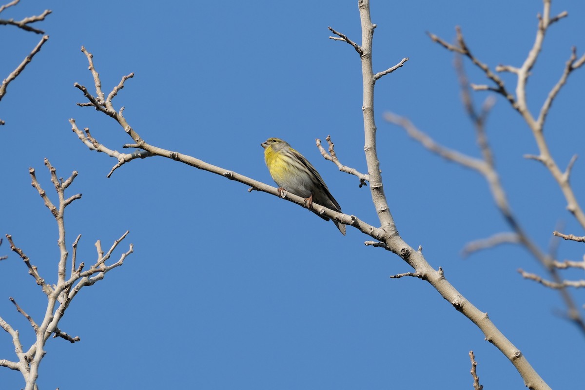 European Serin - ML615104922