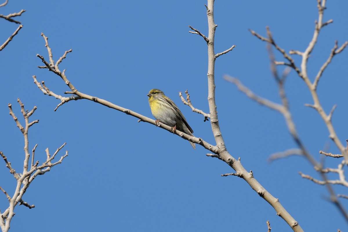 European Serin - ML615104923