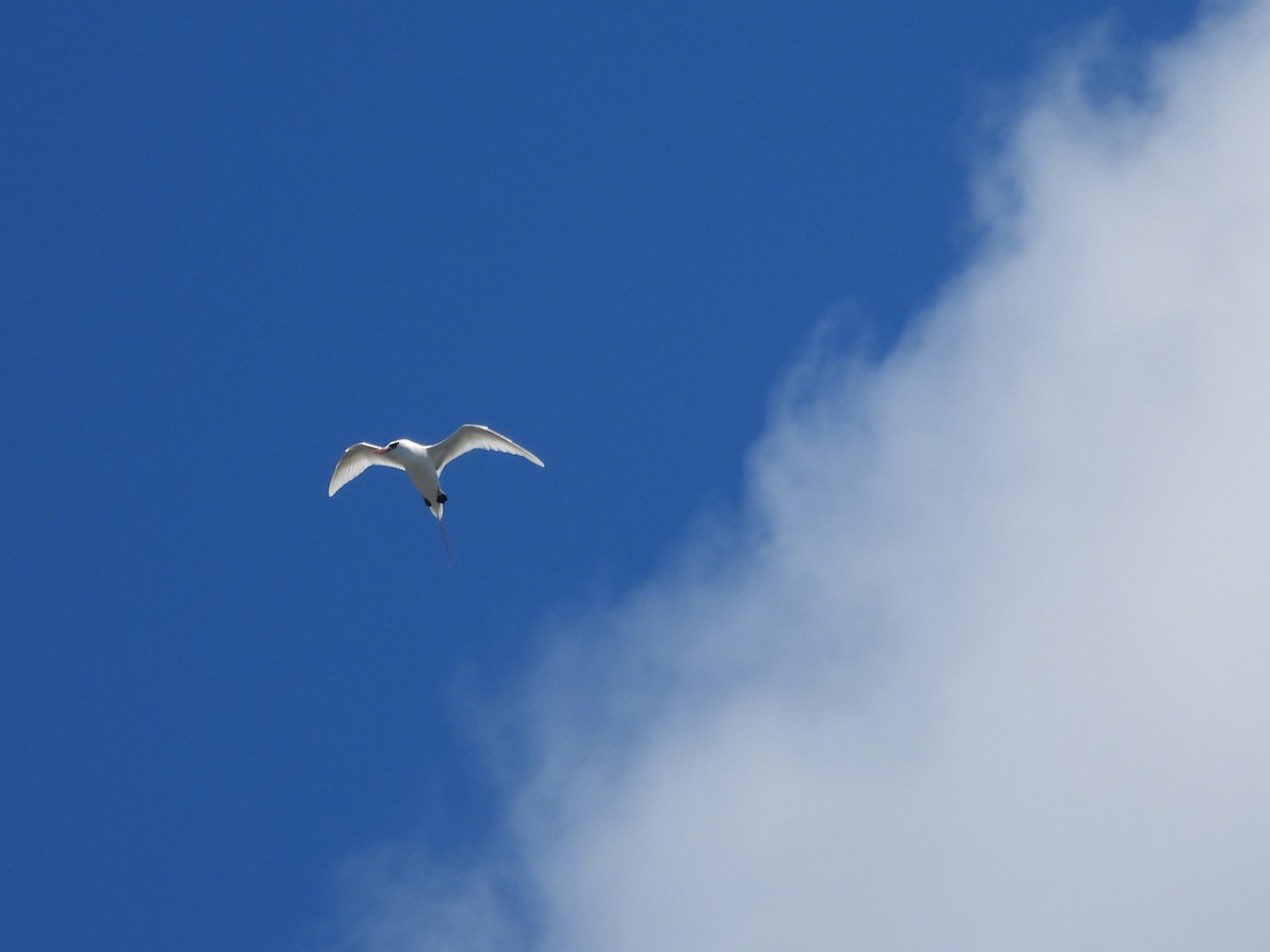 Red-tailed Tropicbird - ML615104924