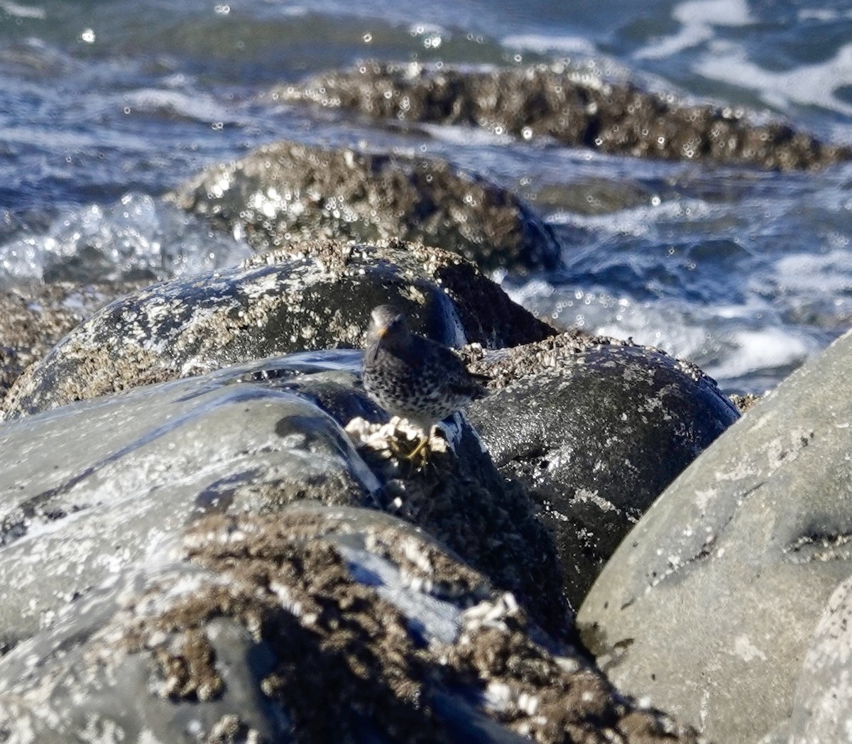 Rock Sandpiper - Jill Punches