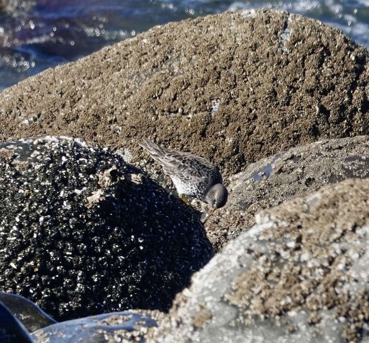 Rock Sandpiper - ML615104941