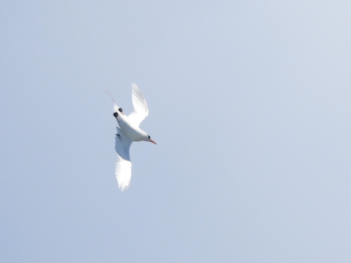 Red-tailed Tropicbird - Saskia Hostens