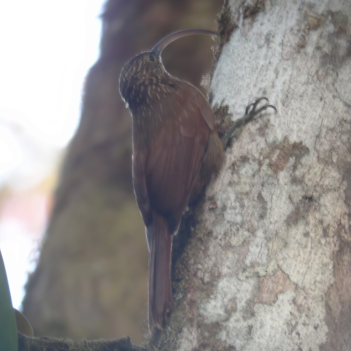 Brown-billed Scythebill - ML615104976