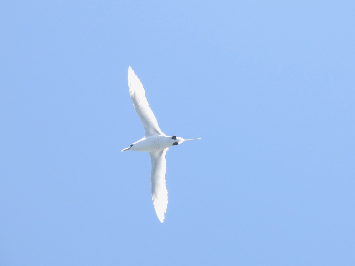 White-tailed Tropicbird - Saskia Hostens