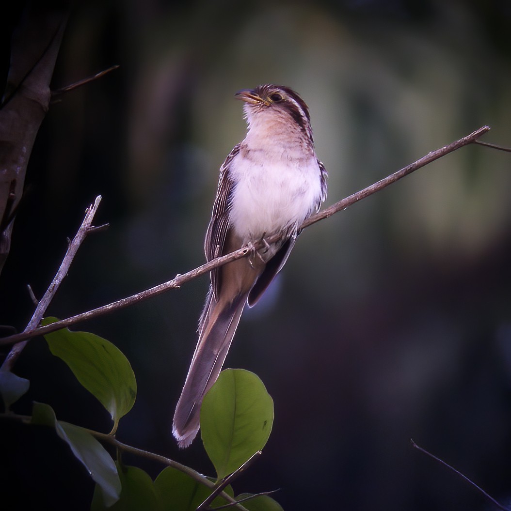 Striped Cuckoo - ML615105027