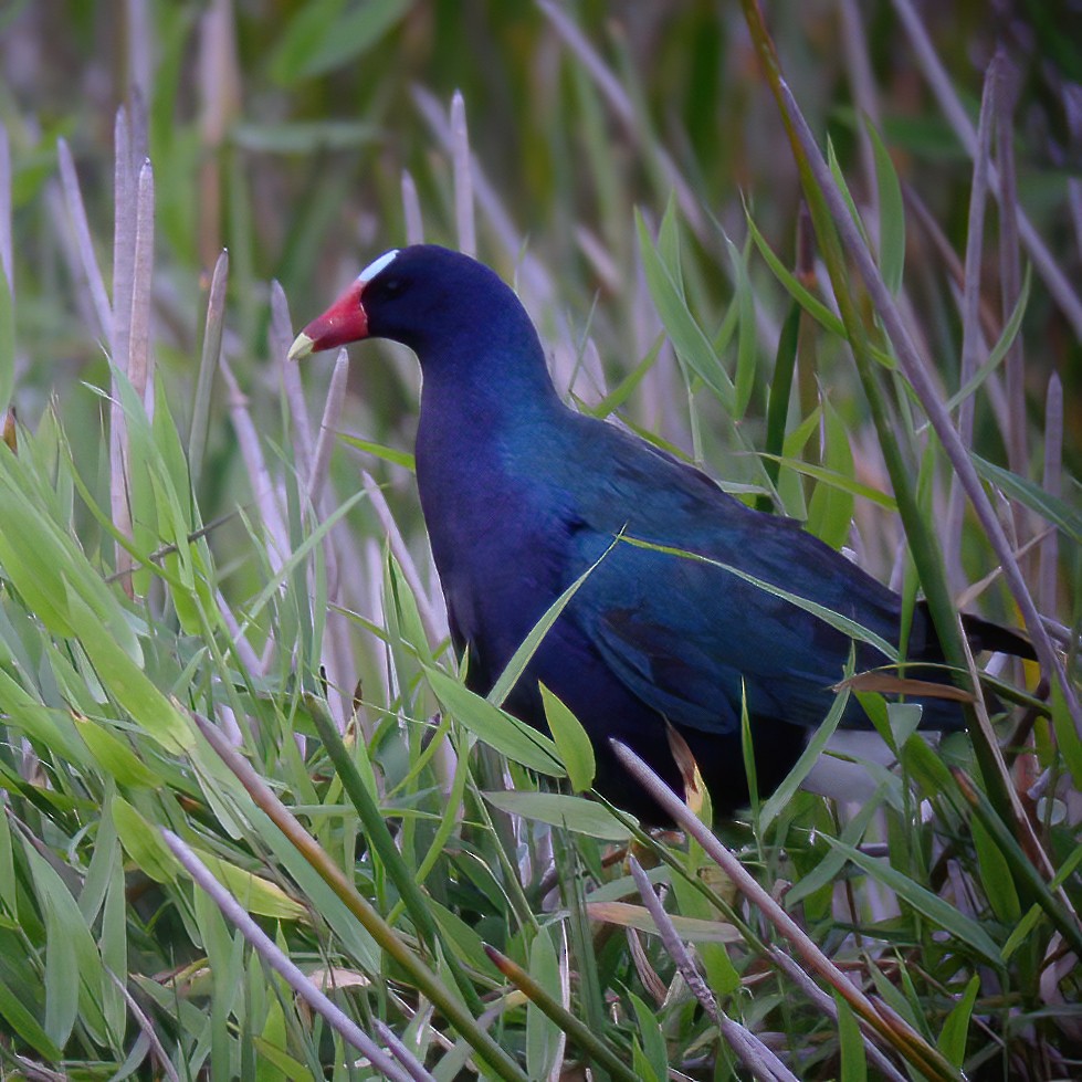 Purple Gallinule - ML615105030