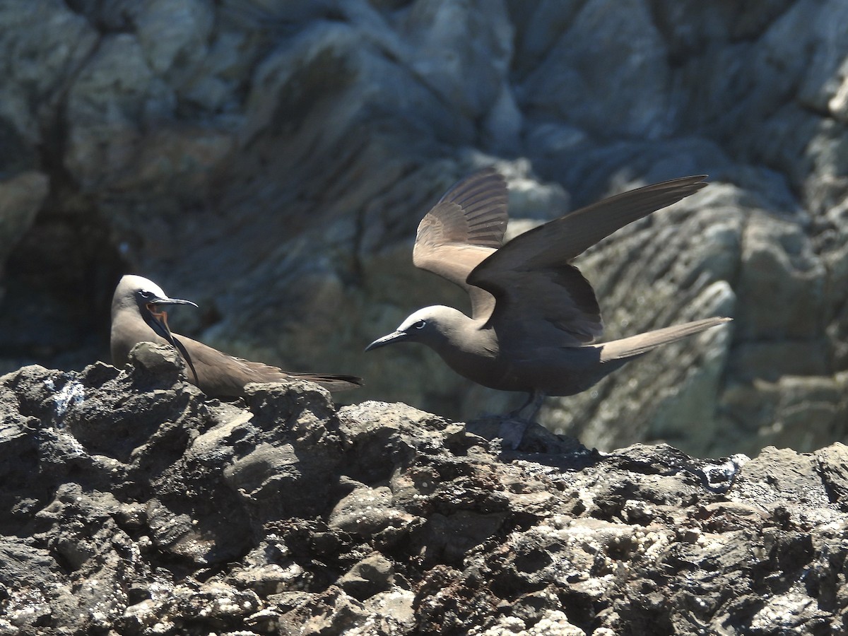 Brown Noddy - ML615105031