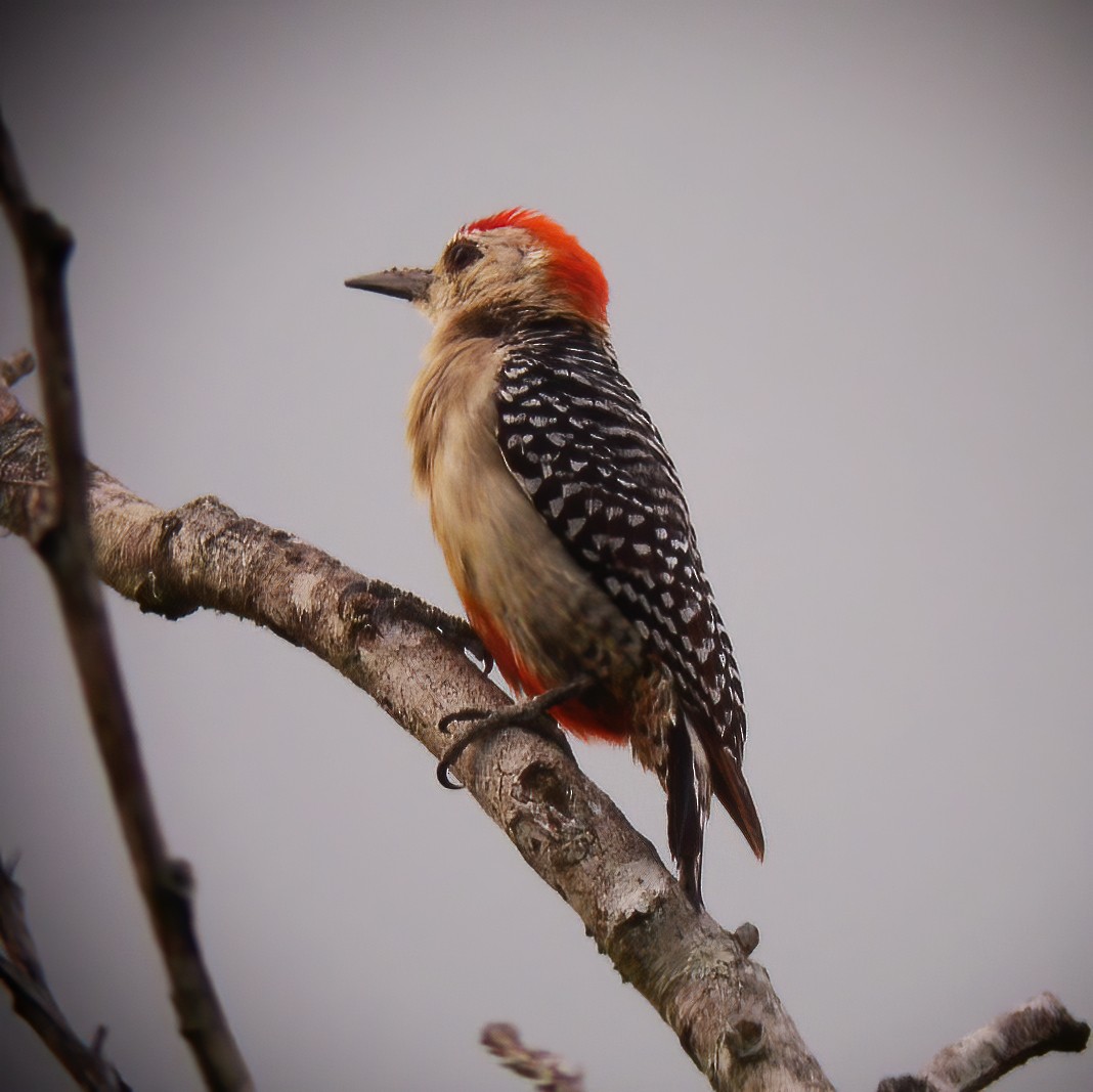 Carpintero Coronirrojo - ML615105037