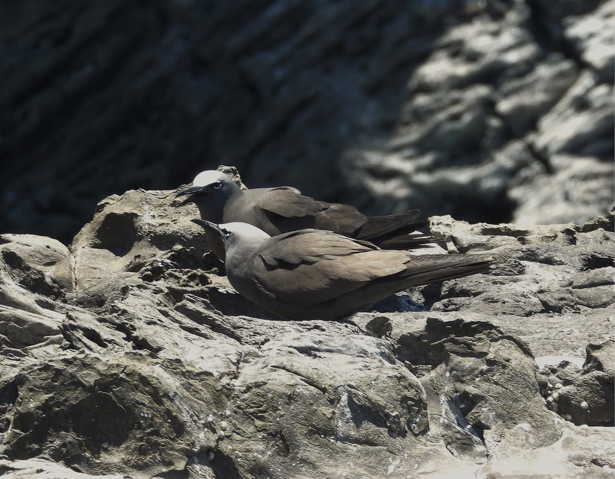 Brown Noddy - ML615105044