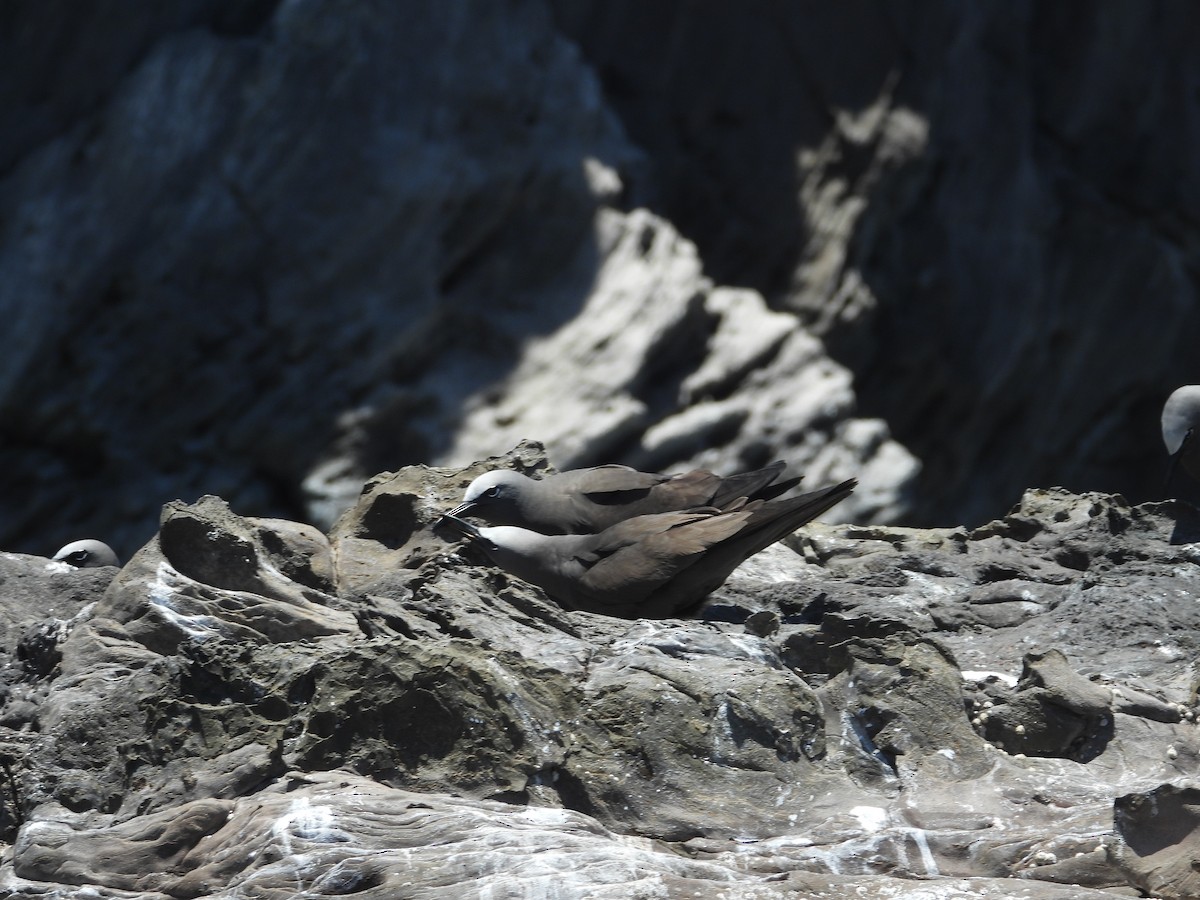 Brown Noddy - ML615105045