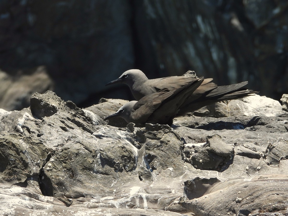 Brown Noddy - ML615105055