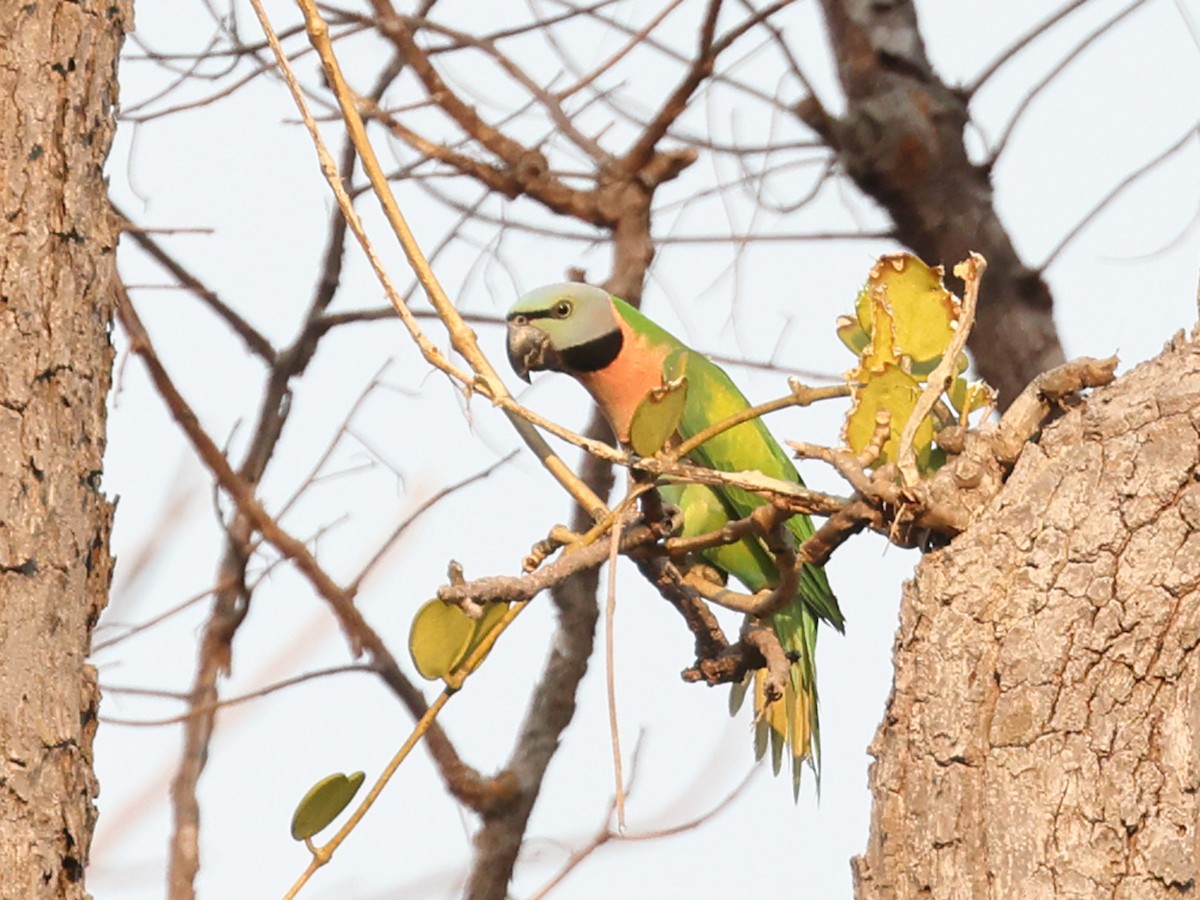 Red-breasted Parakeet - ML615105060