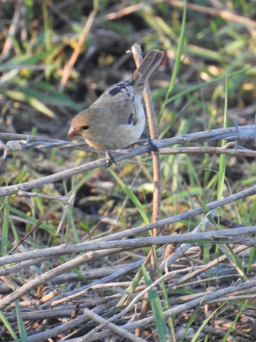 Ruddy-breasted Seedeater - ML615105091