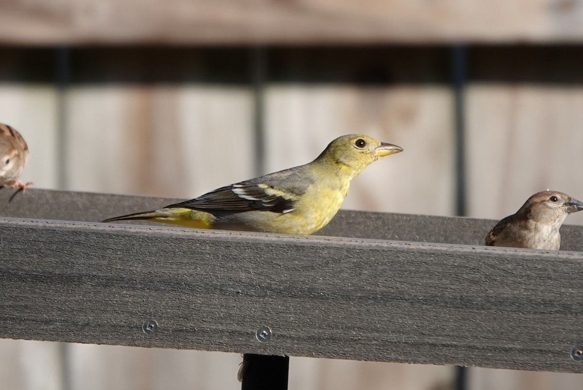 Western Tanager - ML615105105