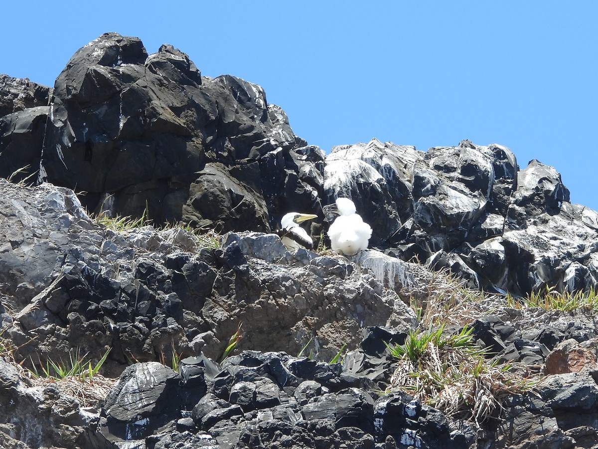 Masked Booby - Saskia Hostens