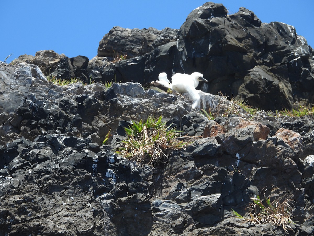 藍臉鰹鳥 - ML615105197