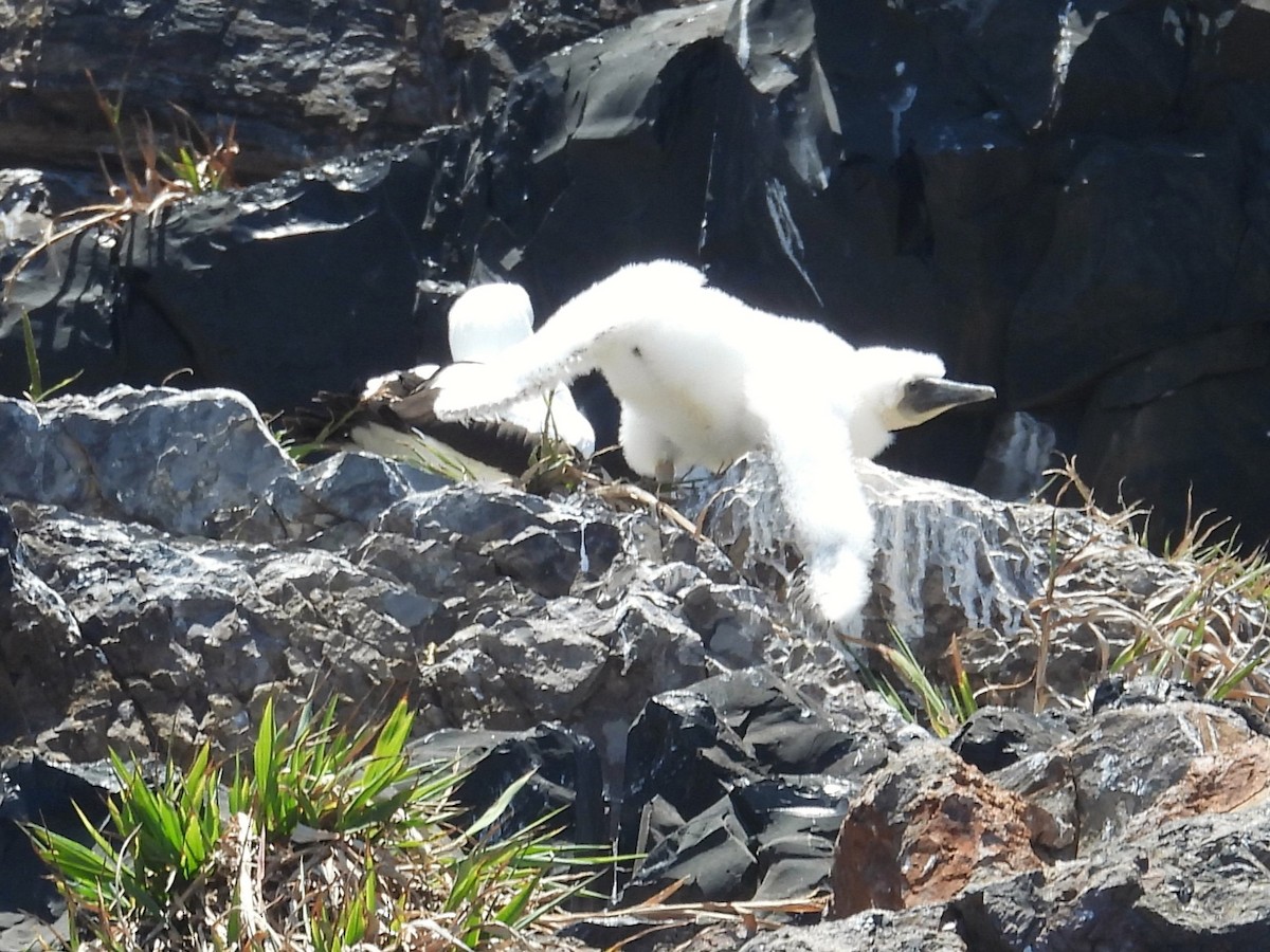 Masked Booby - ML615105201