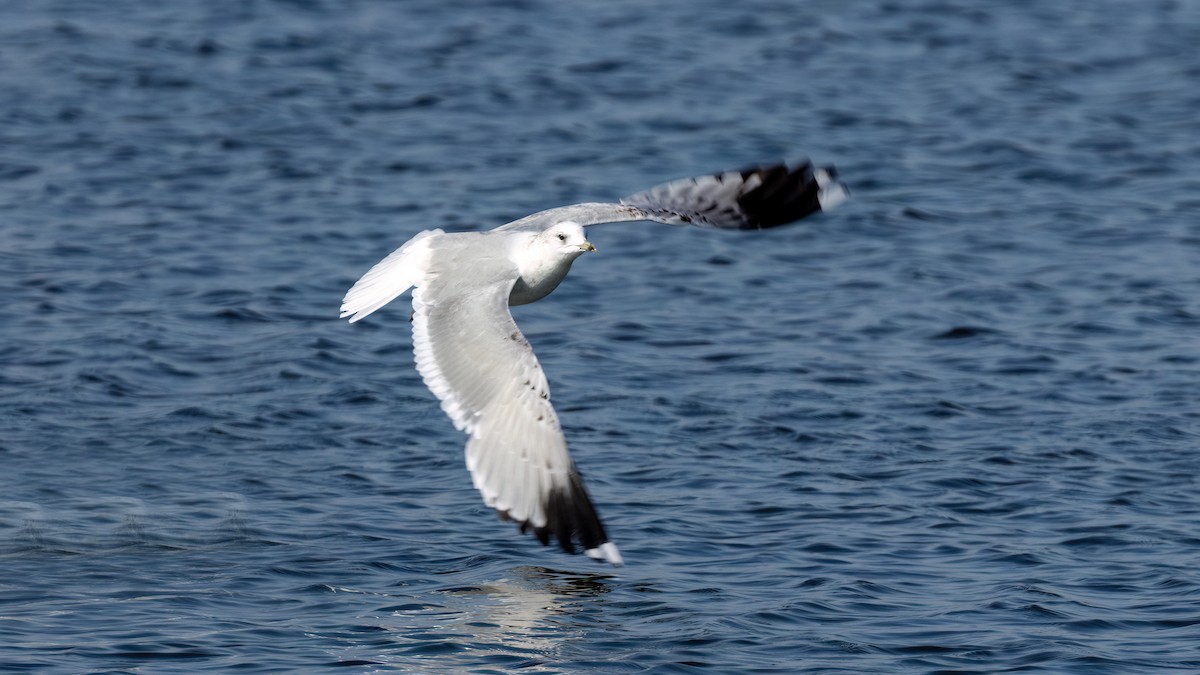 Common Gull - ML615105207