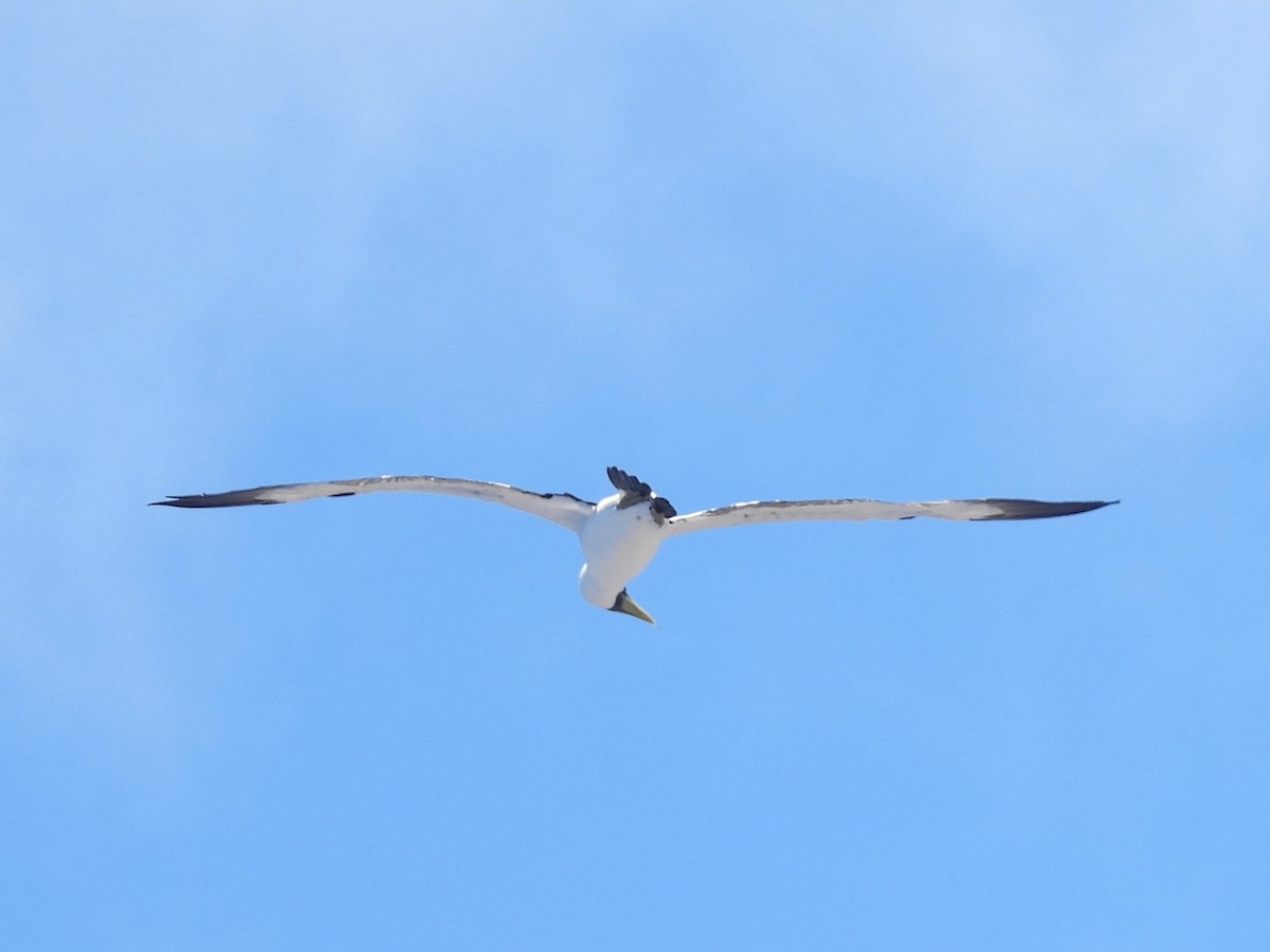 Masked Booby - ML615105213