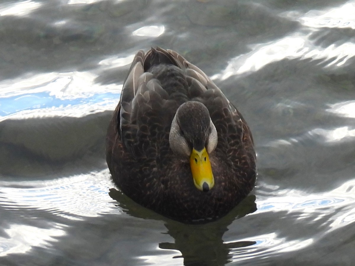 American Black Duck - ML615105216