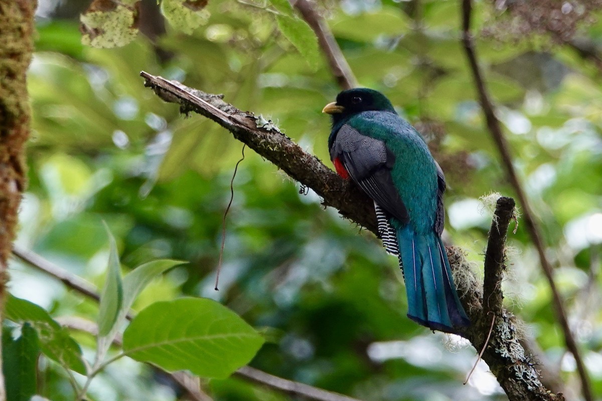 Collared Trogon - ML615105257