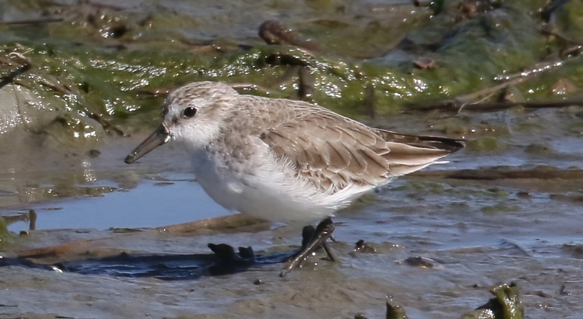 Semipalmated Sandpiper - Harvey  Tomlinson