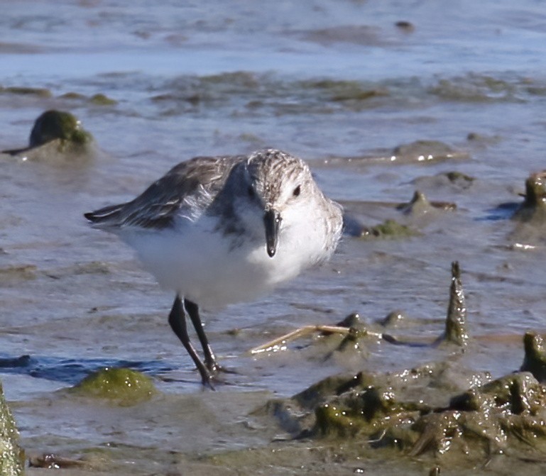 Semipalmated Sandpiper - ML615105278