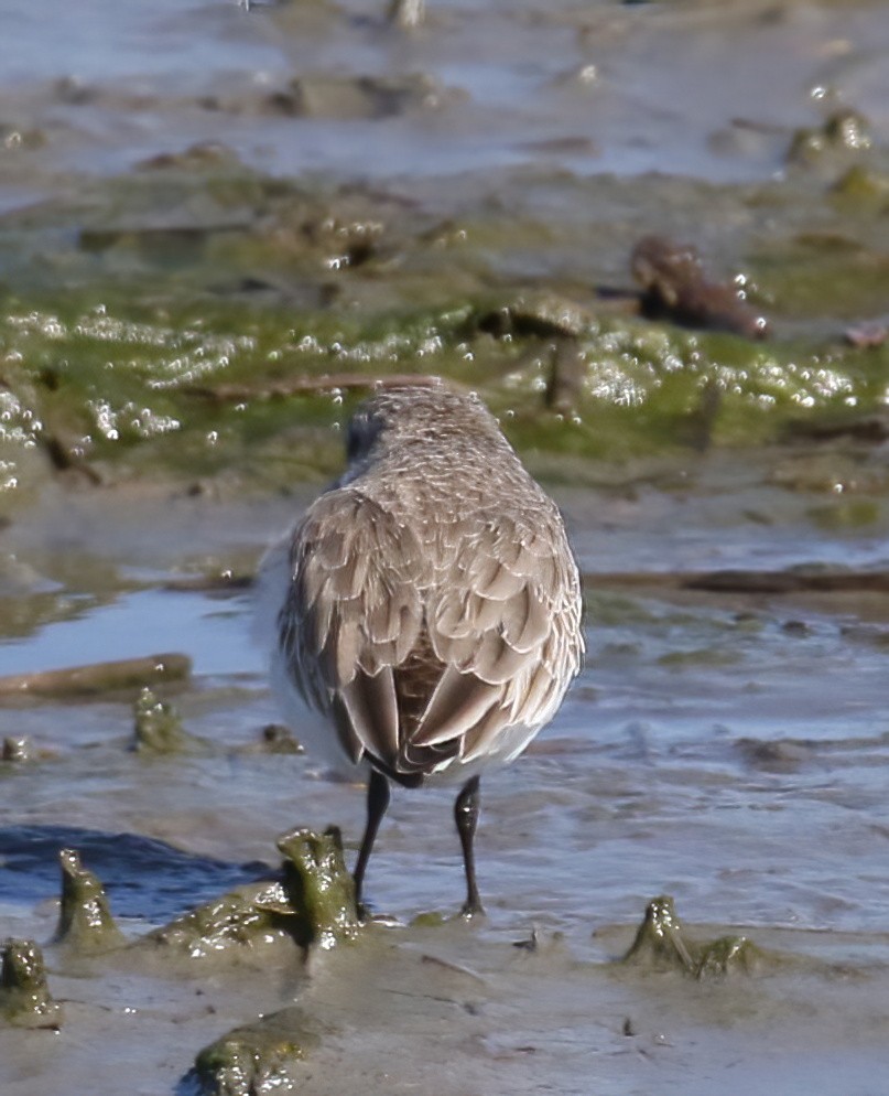 Semipalmated Sandpiper - ML615105284
