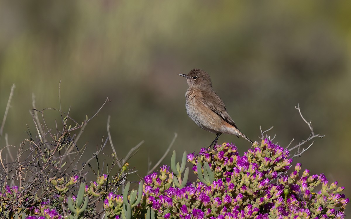 Sickle-winged Chat - ML615105290