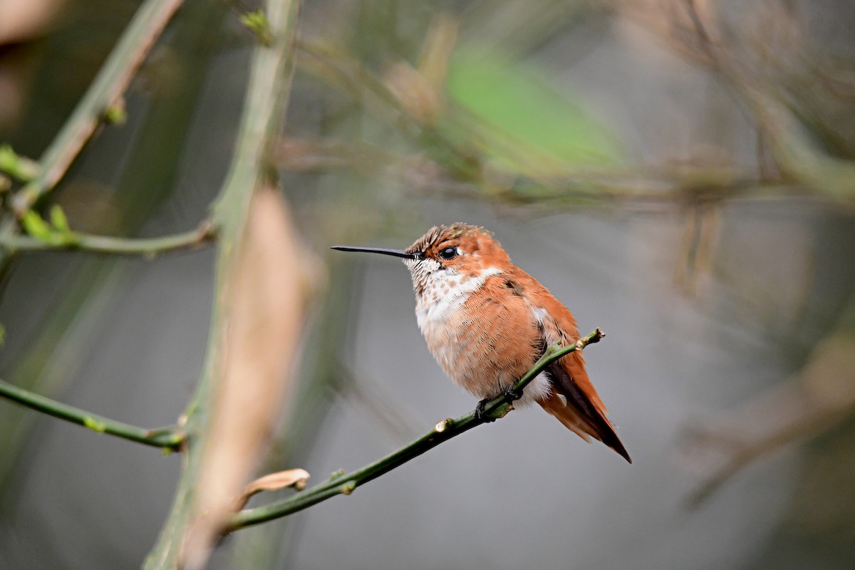 Rufous Hummingbird - ML615105313