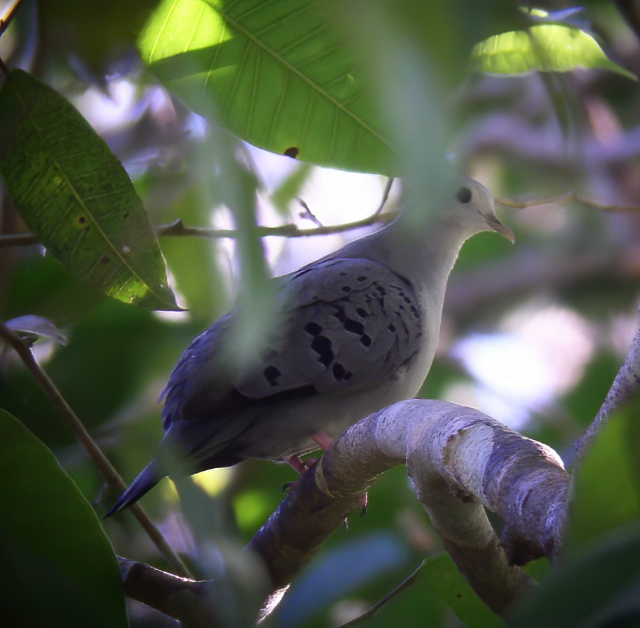 Blue Ground Dove - ML615105321